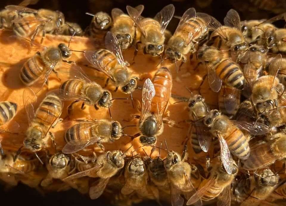 Bees in an apiary