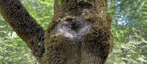 Wild bee hive in a tree.